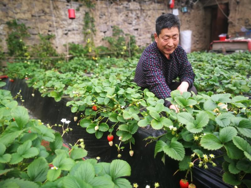 承德市双滦区大贵口村 草莓红彤彤 日子红火火