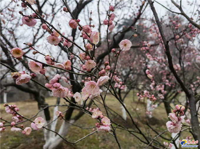 极美南京你瞧梅花开了