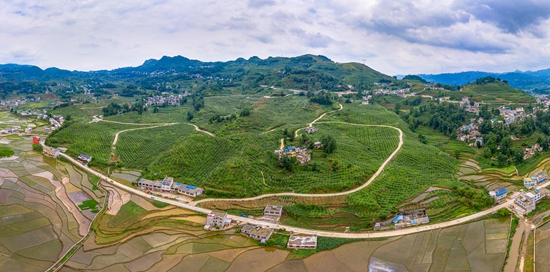 贵州六枝：着力发展农特产业 6万亩猕猴桃助百姓致富