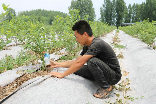 【河南供稿】河南鲁山农民李晓刚“土法”治虫施肥 种出绿色产品