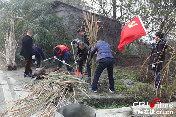 图片默认标题_fororder_党员植物芦苇（摄影-王可欣）2