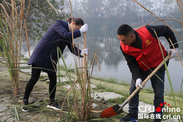 图片默认标题_fororder_党员植物芦苇（摄影-王可欣）