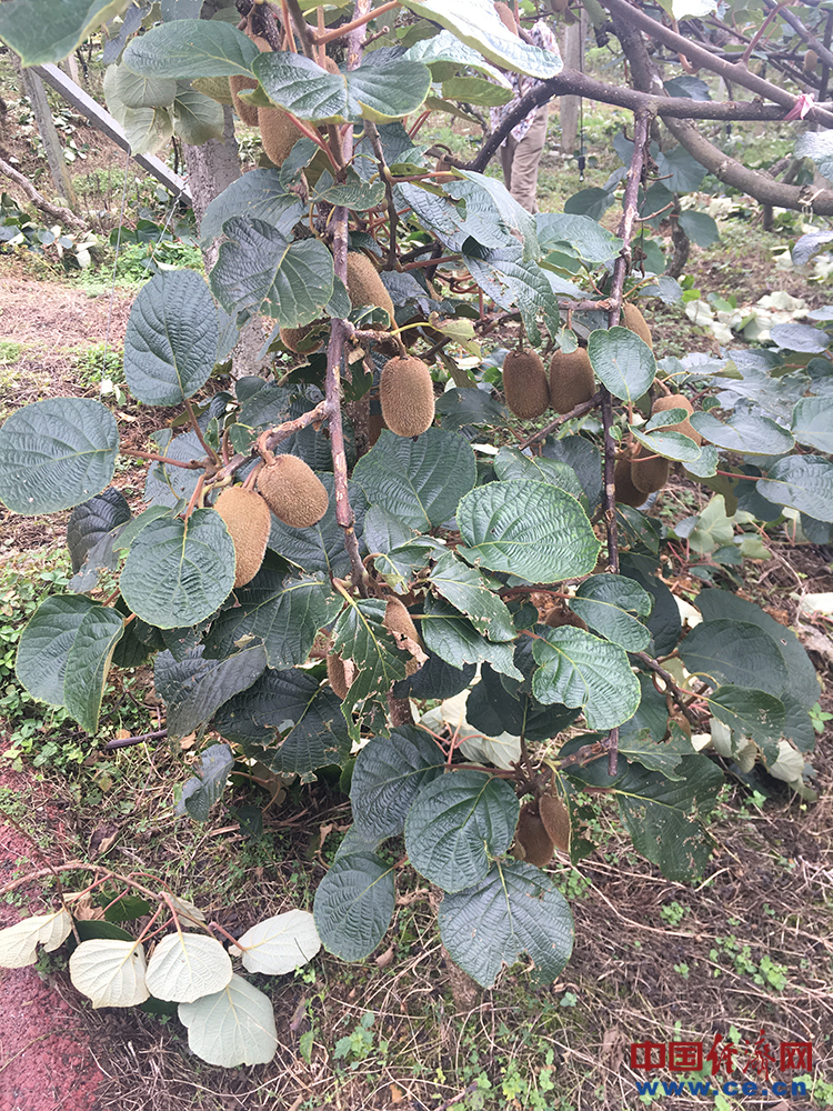 修文猕猴桃：绿了山野，富了百姓