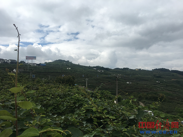 修文猕猴桃：绿了山野，富了百姓