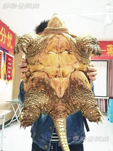 山里挖出大乌龟重达32斤 每一只脚长10厘米(图)