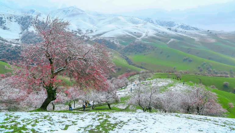 Geri sayımda birbirinden güzel Xinjiang manzaraları_fororder_kayisi-2