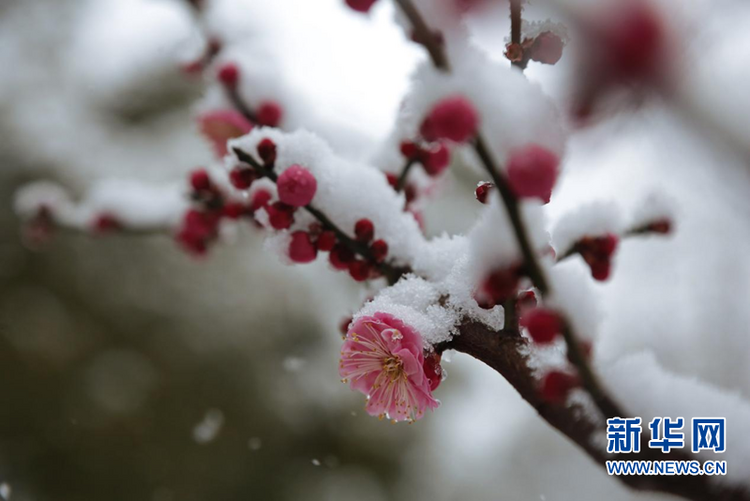 瑞雪兆金陵虎年开工雪来啦