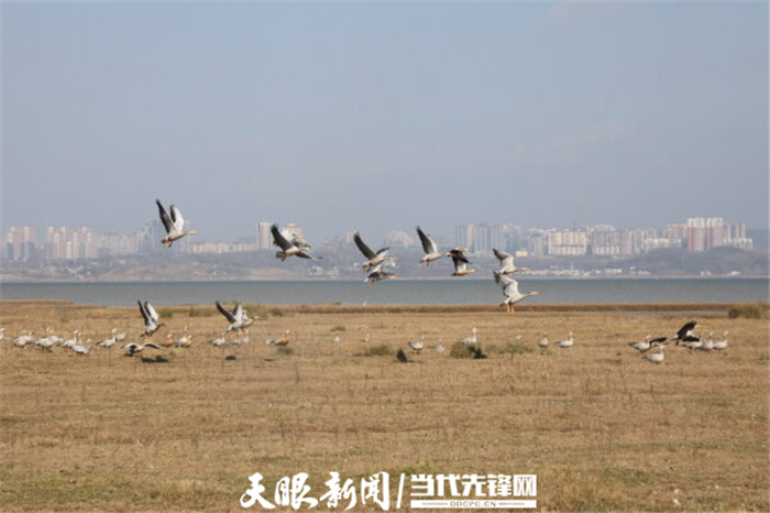 (中首)毕节威宁草海生态治理成效显著