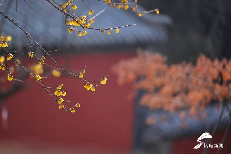 疏影斜横暗香浮动 泰山脚下腊梅盛开送春意