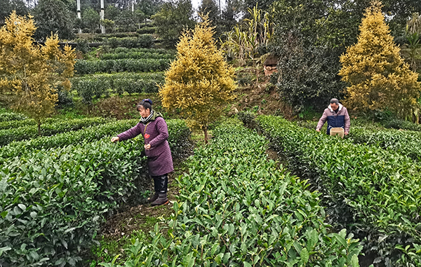 宜宾高县:春茶飘香 茶农备采忙_fororder_茶农在茶园查看春茶生产情况
