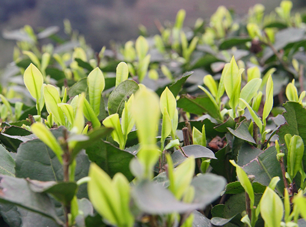 宜宾高县:春茶飘香 茶农备采忙_fororder_茶树抽新芽