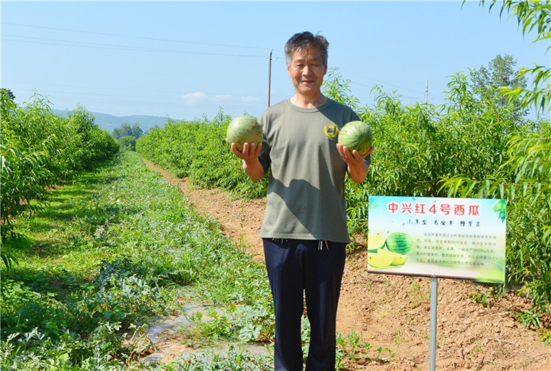 （有修改）【B】三门峡示范区阳店镇布张村发展特色产业 助农增收致富