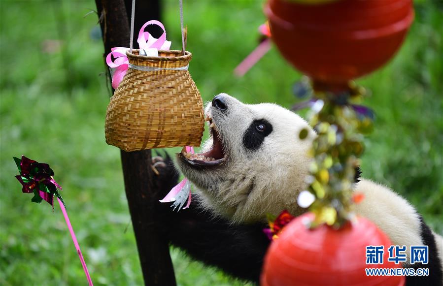 大熊猫“初心”迎来3岁生日
