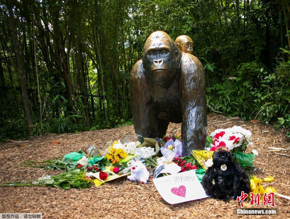 美国动物园为救男童射杀大猩猩 民众鲜花悼念(组图)