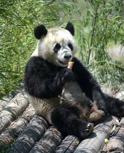 港媒:大熊猫数量增加 受威胁等级从濒危降为易危