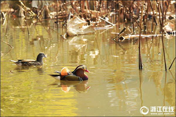 ฝูงเป็ดแมนดารินหนีหนาวมายังทะเลสาบซีหู