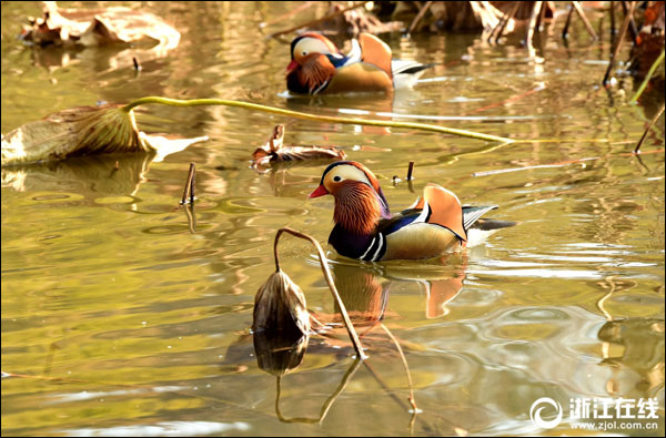 ฝูงเป็ดแมนดารินหนีหนาวมายังทะเลสาบซีหู