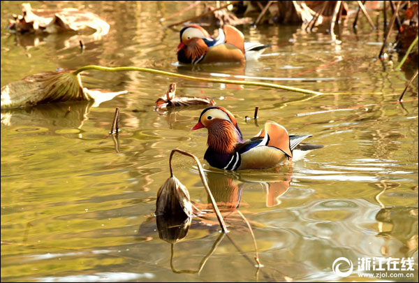 ฝูงเป็ดแมนดารินหนีหนาวมายังทะเลสาบซีหู