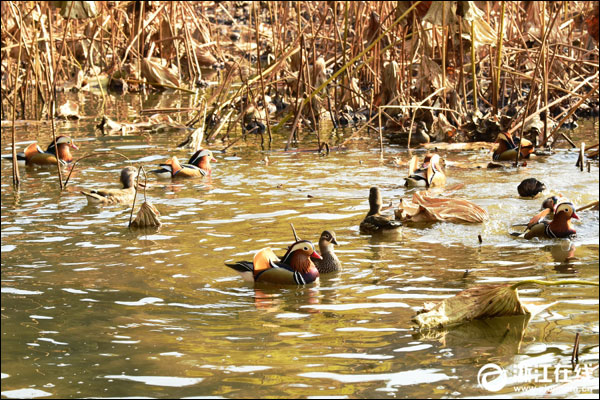 ฝูงเป็ดแมนดารินหนีหนาวมายังทะเลสาบซีหู