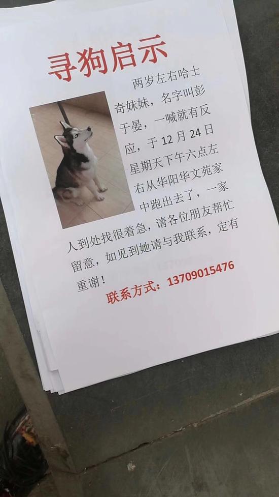 女子贴启事寻找“彭于晏”结果是爱犬哈士奇走丢