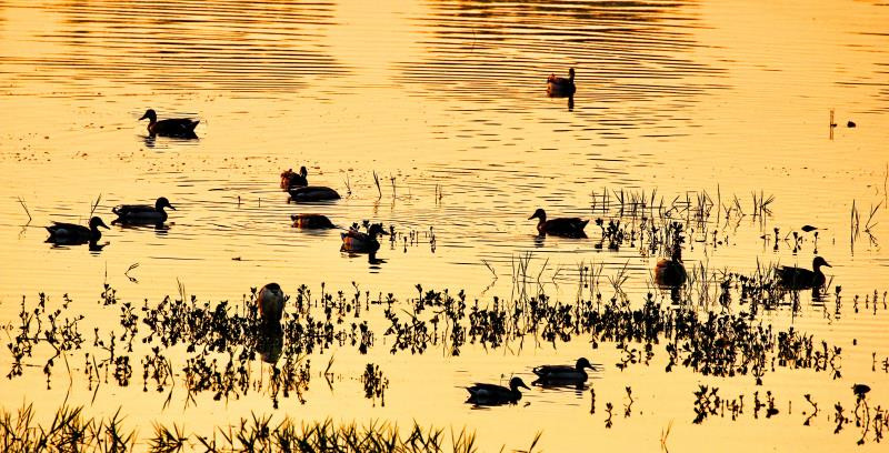 【B】南阳市内乡县举行首届湍河湿地鸟类摄影展