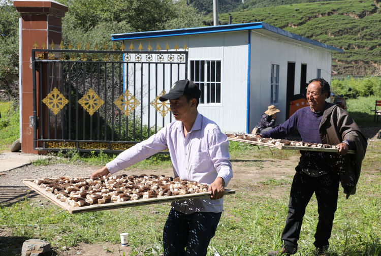 甘肃：羊肚菌产业助农增收