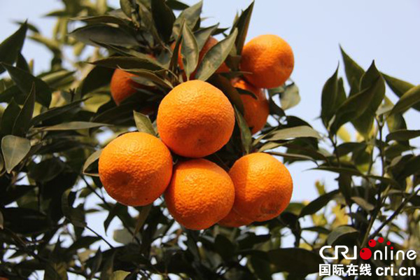 图片默认标题_fororder_石棉黄果柑（石棉县委宣传部-供图）