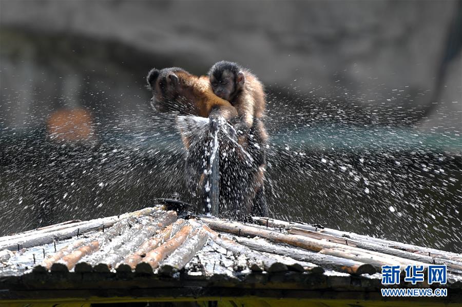 动物避暑享清凉