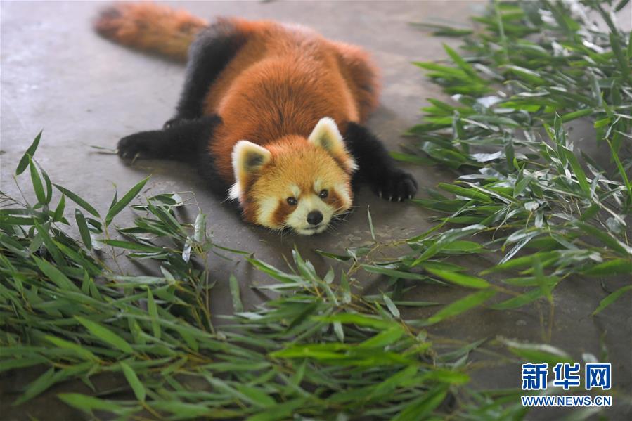 动物避暑享清凉