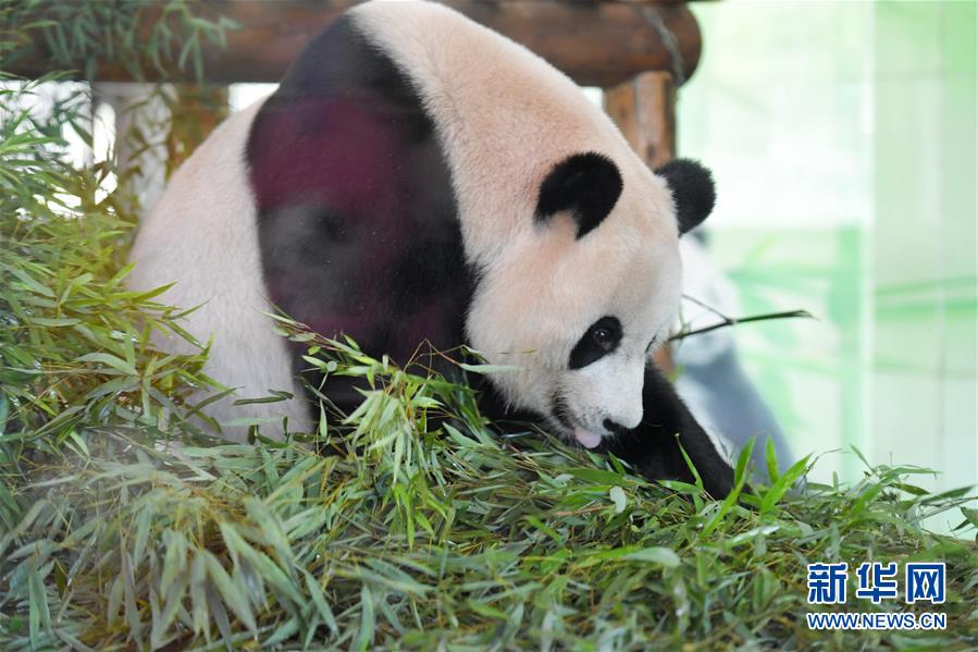 动物避暑享清凉