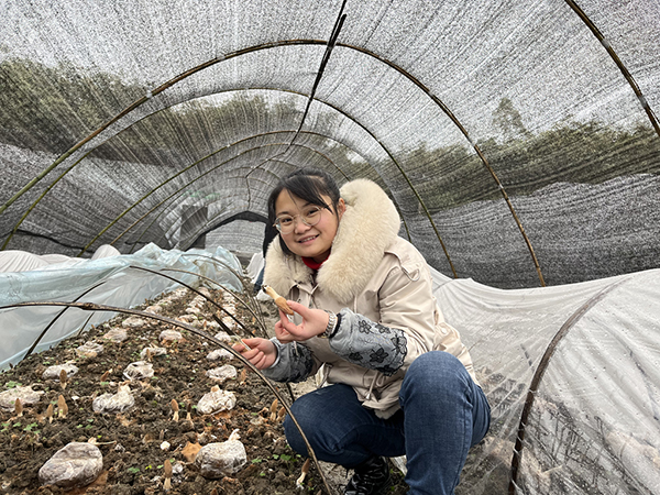 宜宾长宁:硐底羊肚菌等您来采摘_fororder_游客采摘羊肚菌