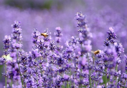 山东青岛：薰衣草引客来