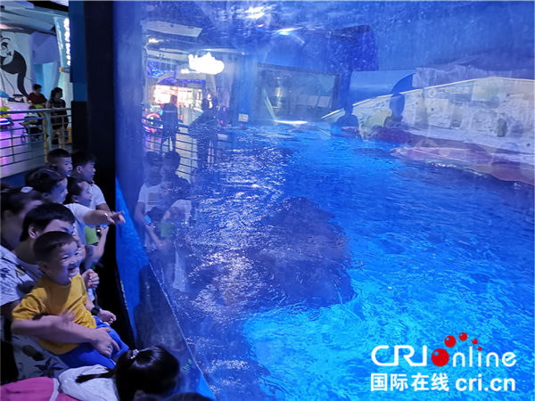 【湖北】【CRI原创】25只珍贵企鹅落户武汉 为广大游客送“清凉福利“