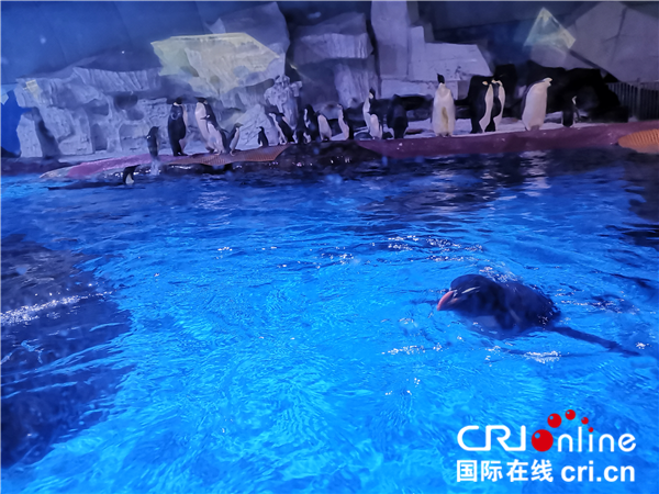 【湖北】【CRI原创】25只珍贵企鹅落户武汉 为广大游客送“清凉福利“