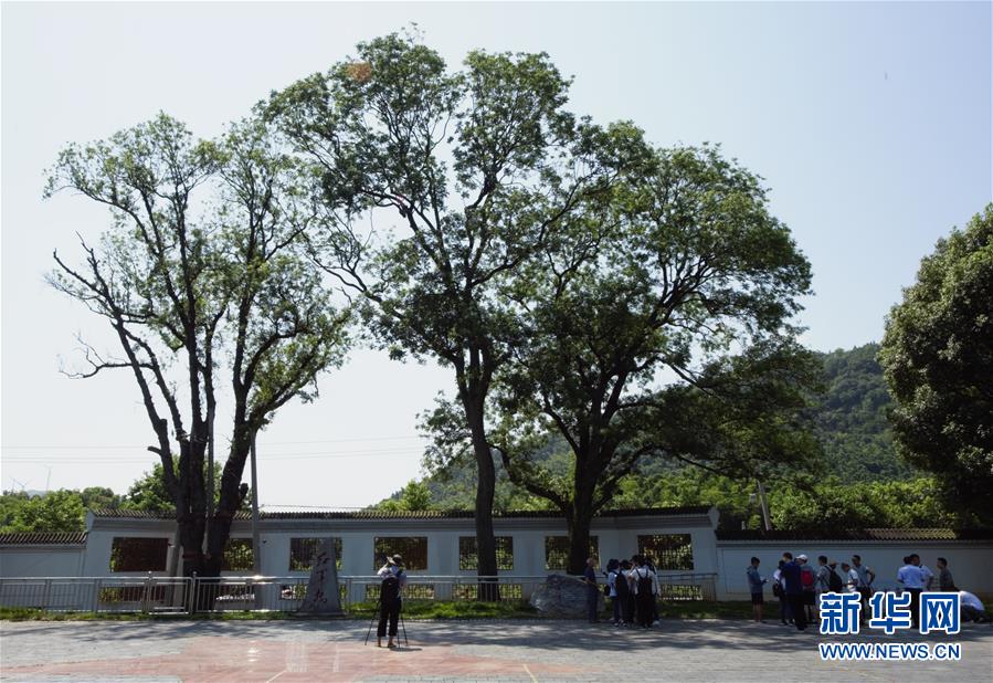 “红军树”下忆初心、守初心