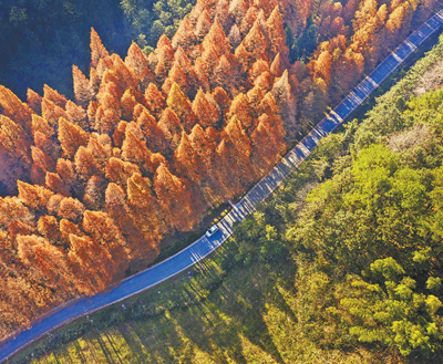 齐抓共管 守住青山林长绿 齐抓共管 守住青山林长绿_fororder_4