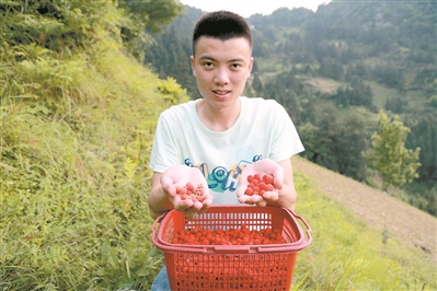90后小伙直播乡村挖红薯捉泥鳅 视频播放量超2亿