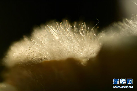 "เต้าหู้รา" ของดีเมืองเอินซือ