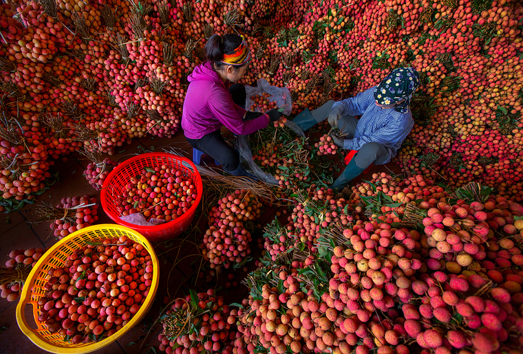 图片默认标题 图片默认标题_fororder_图6 越南北江省果农正在包装荔枝(来源:视觉中国)
