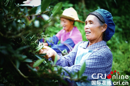 贵州望谟：茶产业助农增收致富
