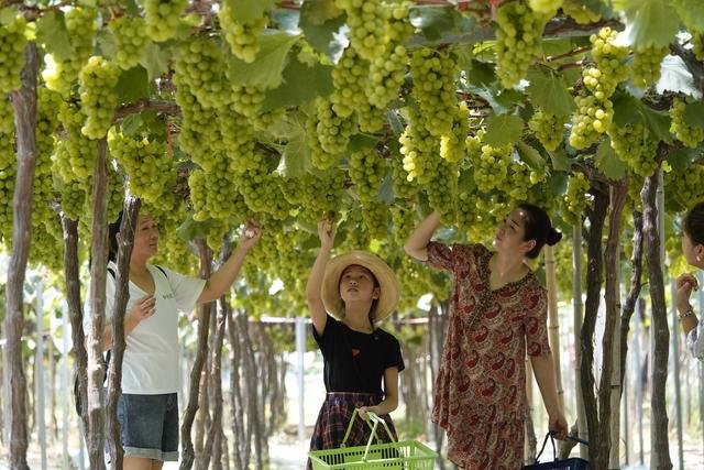 2019东洲葡萄旅游文化节 让游客感受“互联网+采摘”文化魅力 2019东洲葡萄旅游文化节 让游客感受“互联网+采摘”文化魅力