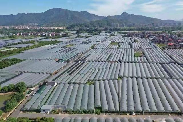 2019东洲葡萄旅游文化节 让游客感受“互联网+采摘”文化魅力 2019东洲葡萄旅游文化节 让游客感受“互联网+采摘”文化魅力