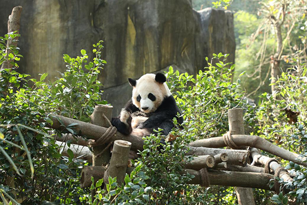 （最多附链接）青-都熊猫谷年卡首发 快来都江堰看“冰墩墩”本体_fororder_可爱的大熊猫-成都大熊猫繁育研究基地