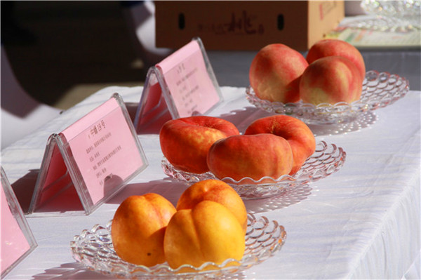 陕西省水果网络特色季、西安市“桃子熟了”宣传推介活动在西安长安区举办