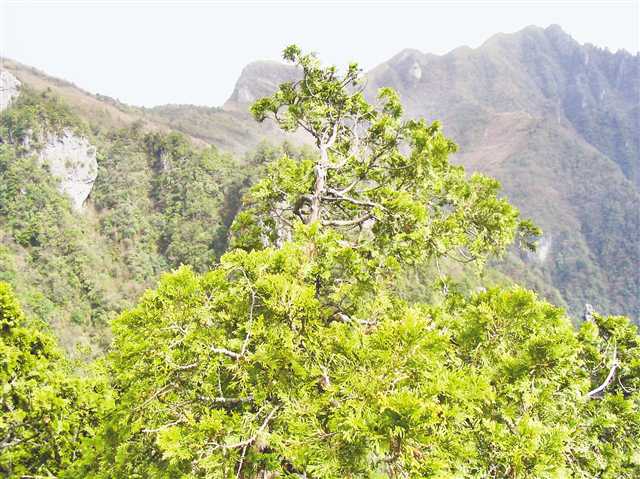 重庆发布市域内国家重点保护野生动植物种数