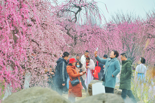 踏青赏花正当时 都江堰市发布6条春季精品旅游线路_fororder_问花村的浪漫花海-供图-都江堰市委宣传部