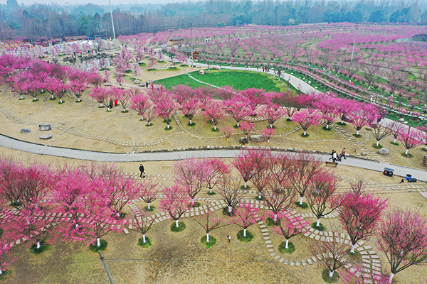踏青赏花正当时都江堰市发布6条春季精品旅游线路