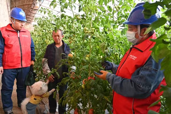 电力赋能 连湖西红柿迎春走俏 电力赋能 连湖西红柿迎春走俏_fororder_图片15