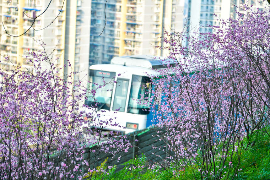 【城市远洋带图】春意盎然 重庆轨道列车穿行花海