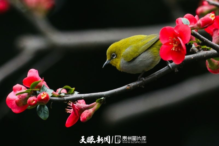 （中首）贵州：春天的色彩